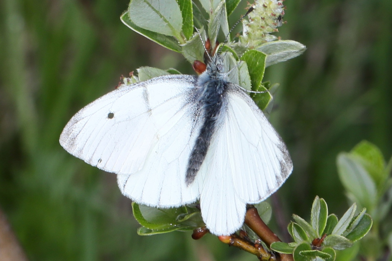 Pieris napi OU Pieris bryoniae ; Piéride du Navet (La), Papillon blanc veiné de vert (Le) OU Piéride de l'Arabette (La), Piéride de la Bryone (La) ; Plan de la Lai, Beaufort (73), ©Photo Alain Benard