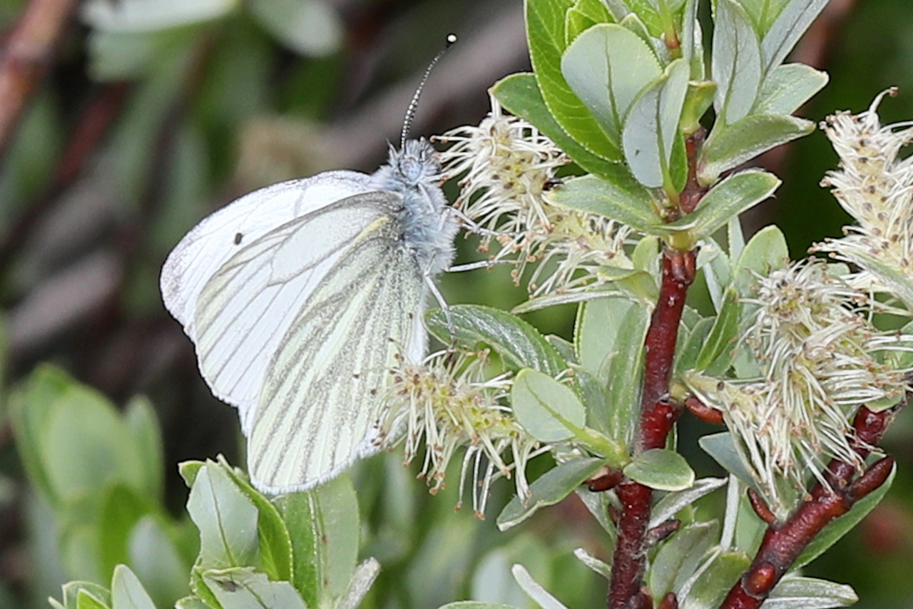 Pieris napi OU Pieris bryoniae ; Piéride du Navet (La), Papillon blanc veiné de vert (Le) OU Piéride de l'Arabette (La), Piéride de la Bryone (La) ; Plan de la Lai, Beaufort (73), ©Photo Alain Benard