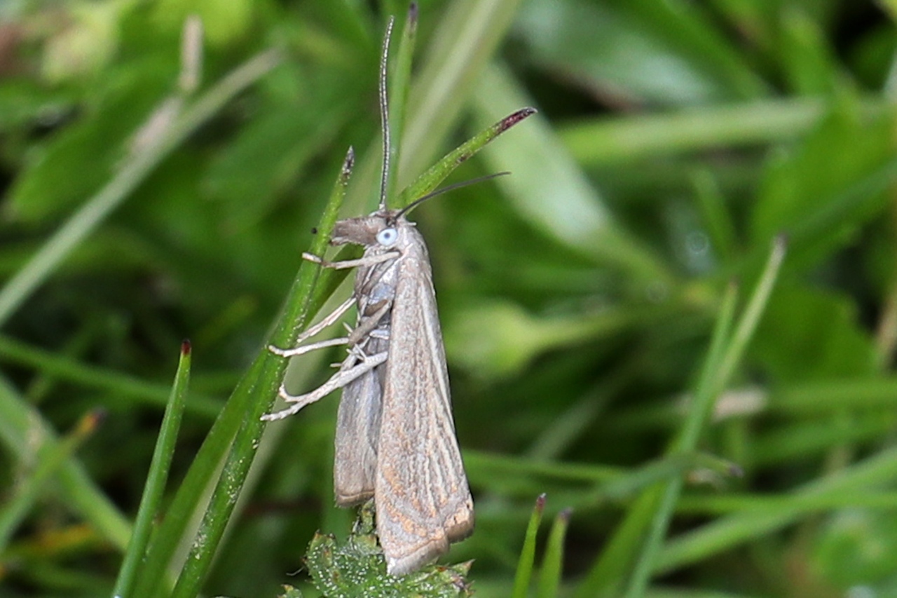 Chrysoteuchia culmella ; Crambus des jardins (Le) ; Lac de Saint-Guérin, Beaufort (73), ©Photo Alain Benard