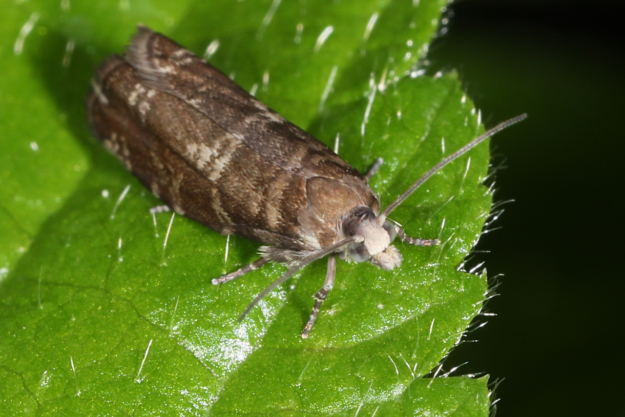 Epinotia tedella ; Lac de Saint-Guérin, Beaufort (73), ©Photo Alain Benard