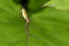 Tetragnatha extensa ; Tétragnathe étirée ; Lac de Saint-Guérin, Beaufort (73), ©Photo Alain Benard