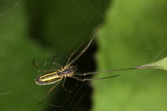 Tetragnatha extensa ; Tétragnathe étirée ; Lac de Saint-Guérin, Beaufort (73), ©Photo Alain Benard