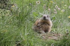 Marmota marmota ; Marmotte des Alpes, Marmotte ; Plan de la Lai, Beaufort (73), ©Photo Alain Benard