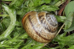 Arianta arbustorum ; Hélice des bois ; Lac de Saint-Guérin, Beaufort (73), ©Photo Alain Benard