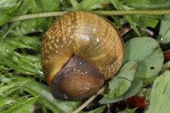 Arianta arbustorum ; Hélice des bois ; Lac de Saint-Guérin, Beaufort (73), ©Photo Alain Benard