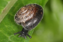 Trochulus hispidus ; Velouté commune ; Lac de Saint-Guérin, Beaufort (73), ©Photo Alain Benard