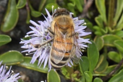 Apis mellifera ligustica ; Abeille italienne ; Plan de la Lai, Beaufort (73), ©Photo Alain Benard