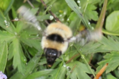 Bombus mesomelas ; Bourdon élégant ; Plan de la Lai, Beaufort (73), ©Photo Alain Benard