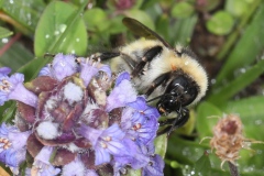 Bombus mesomelas ; Bourdon élégant ; Plan de la Lai, Beaufort (73), ©Photo Alain Benard