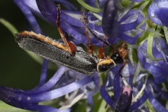 Cantharis nigricans ; Cantharide noirâtre ; Lac de Saint-Guérin, Beaufort (73), ©Photo Alain Benard