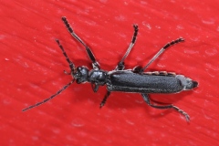 Cantharis tristis ; Plan de la Lai, Beaufort (73), ©Photo Alain Benard