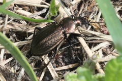 Carabus arvensis ; Carabe des champs ; Plan de la Lai, Beaufort (73), ©Photo Alain Benard