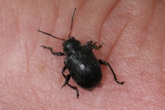 Bromius obscurus ; Mange-poison de l'épilobe, Gribouri, Ecrivain, Eumolpe ; Plan de la Lai, Beaufort (73), ©Photo Alain Benard