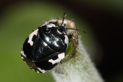 Tritomegas bicolor ; Punaise noire à quatre taches blanches ; Lac de Saint-Guérin, Beaufort (73), ©Photo Alain Benard