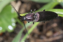 Ctenicera sp. ;  Plan de la Lai, Beaufort (73), ©Photo Alain Benard