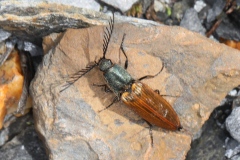 Ctenicera virens ; Plan de la Lai, Beaufort (73), ©Photo Alain Benard
