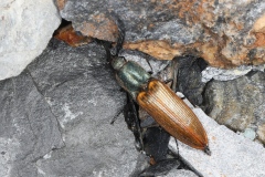 Ctenicera virens ; Plan de la Lai, Beaufort (73), ©Photo Alain Benard