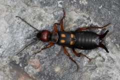 Anechura bipunctata ; Forficule à deux points ; Plan de la Lai, Beaufort (73), ©Photo Alain Benard