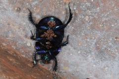 Anoplotrupes stercorosus parasité par Poecilochirus stercorosus ; Géotrupe des bois, Géotrupe forestier, Bousier commun ; Plan de la Lai, Beaufort (73), ©Photo Alain Benard
