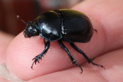 Anoplotrupes stercorosus ; Géotrupe des bois, Géotrupe forestier, Bousier commun ; Plan de la Lai, Beaufort (73), ©Photo Alain Benard
