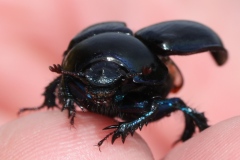 Anoplotrupes stercorosus ; Géotrupe des bois, Géotrupe forestier, Bousier commun ; Plan de la Lai, Beaufort (73), ©Photo Alain Benard