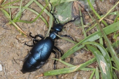 Meloe violaceus ; Méloé enfle-bœufs violet ; Plan de la Lai, Beaufort (73), ©Photo Alain Benard