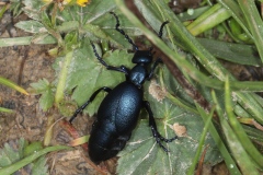 Meloe violaceus ; Méloé enfle-bœufs violet ; Plan de la Lai, Beaufort (73), ©Photo Alain Benard