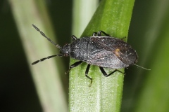 Drymus sp. ; Lac de Saint-Guérin, Beaufort (73), ©Photo Alain Benard
