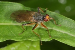 Scatophaga sp. ; Lac de Saint-Guérin, Beaufort (73), ©Photo Alain Benard