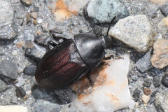 Silpha tyrolensis ; Silphe du Tyrol ; Plan de la Lai, Beaufort (73), ©Photo Alain Benard