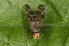 Tephritis sp. ; Lac de Saint-Guérin, Beaufort (73), ©Photo Alain Benard