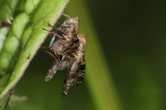 Accouplement de Tephritis sp. ; Lac de Saint-Guérin, Beaufort (73), ©Photo Alain Benard