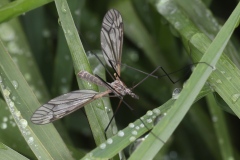 Tipula sp. (Pterelachisus) ; Plan de la Lai, Beaufort (73), ©Photo Alain Benard