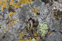 Platycleis sp. ; Lac de Saint-Guérin, Beaufort (73), ©Photo Alain Benard