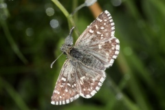Pyrgus malvae ou P. malvoides ; Hespérie de l’Ormière (L'), Hespérie de la Mauve (L'), Hespérie du Chardon (L') ou Tacheté austral (Le), Hespérie de l'Aigremoine (L'), Hespérie de la Mauve du Sud (L') ; Plan de la Lai, Beaufort (73), ©Photo Alain Benard