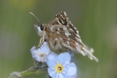 Pyrgus malvae ou P. malvoides ; Hespérie de l’Ormière (L'), Hespérie de la Mauve (L'), Hespérie du Chardon (L') ou Tacheté austral (Le), Hespérie de l'Aigremoine (L'), Hespérie de la Mauve du Sud (L') ; Plan de la Lai, Beaufort (73), ©Photo Alain Benard