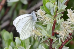 Pieris napi OU Pieris bryoniae ; Piéride du Navet (La), Papillon blanc veiné de vert (Le) OU Piéride de l'Arabette (La), Piéride de la Bryone (La) ; Plan de la Lai, Beaufort (73), ©Photo Alain Benard