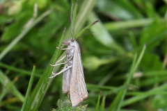 Chrysoteuchia culmella ; Crambus des jardins (Le) ; Lac de Saint-Guérin, Beaufort (73), ©Photo Alain Benard