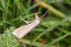 Chrysoteuchia culmella ; Crambus des jardins (Le) ; Lac de Saint-Guérin, Beaufort (73), ©Photo Alain Benard