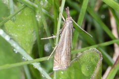 Crambus lathoniellus ; Crambus des prés ; Plan de la Lai, Beaufort (73), ©Photo Alain Benard