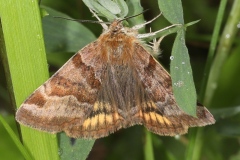 Euclidia glyphica ; Doublure jaune (La) ; Lac de Saint-Guérin, Beaufort (73), ©Photo Alain Benard