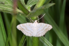 Perizoma albulata ; Périzome du Rhinanthe (La) ; Plan de la Lai, Beaufort (73), ©Photo Alain Benard