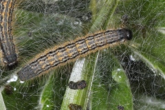 Chenille de Malacosoma sp. ; Plan de la Lai, Beaufort (73), ©Photo Alain Benard