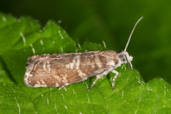 Epinotia tedella ; Lac de Saint-Guérin, Beaufort (73), ©Photo Alain Benard