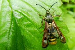 Pennisetia hylaeiformis, Sésie du Framboisier (La)