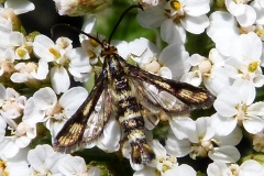 Chamaesphecia empiformis, Sésie empiforme (La)