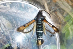 Pyropteron chrysidiforme, Sésie de l'Oseille (La)
