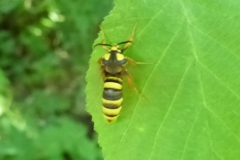Sesia apiformis ; Sésie apiforme (La), Sésie du Peuplier (La)