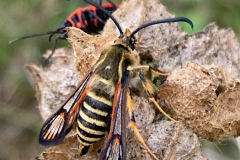 Bembecia ichneumoniformis ; Sésie ichneumon (La)