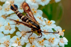 Synanthedon tipuliformis, Sésie du Groseillier (La)